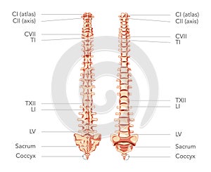 Human vertebral column in anterior posterior view, with spine parts labeled. Vector flat realistic concept illustration