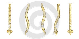 Human vertebral column photo