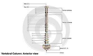 Human vertebral column photo
