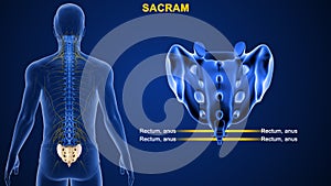 Human Vertebral column bone Sacrum