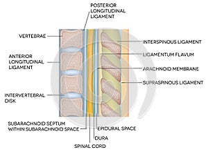 Human vertebral column with description photo