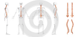 Human vertebral column front back side view with partly transparent skeleton position, spinal cord, thoracic lumbar