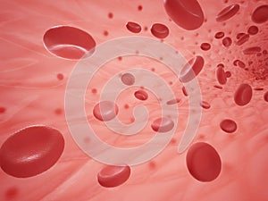 Human vessel with erythrocyte