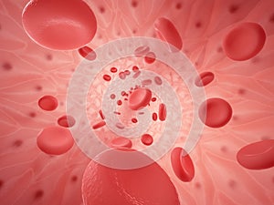 Human vessel with erythrocyte