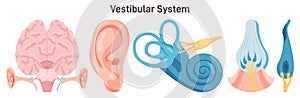 Human vestibular system organs. Inner ear and its parts related to balance