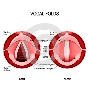 The Human Voice. open and closed vocal cords. voice reeds photo