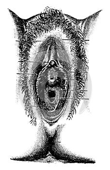 Human Vulva, vintage engraving photo