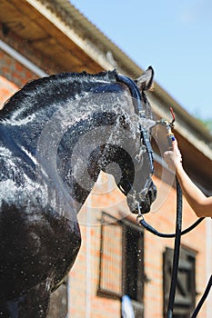 Human wash black horse after training