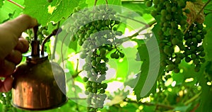 Human watering green bunches of grape by vintage pulverizer. Closeup side view on green background.