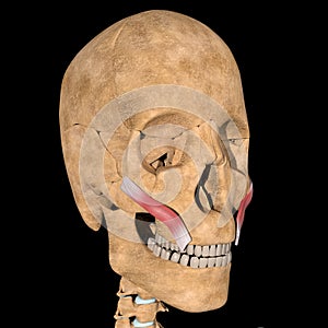 Human zygomaticus major muscles on skeleton