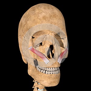 Human zygomaticus minor muscles on skeleton