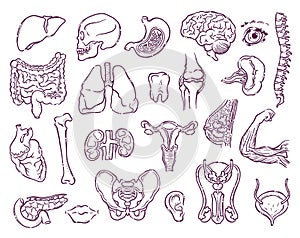 Humans and animals internal organs. Collection of body parts on a medical theme for posters, leaflets, books, stickers