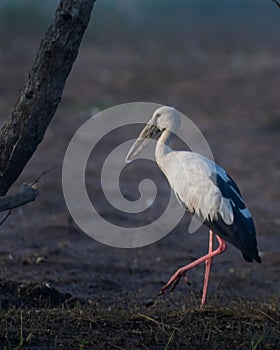 Humans were once a part of nature too. Respect your roots ????. . . In Frame : Asian openbill stork Shot on Nikon d7500 with 200-5 photo