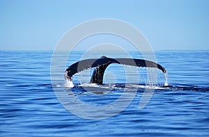 Humback whale