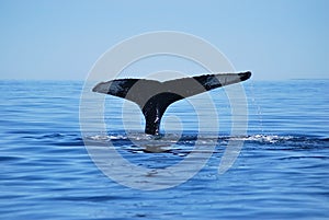 Humback whale