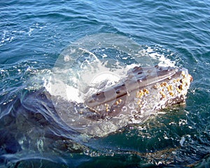 Humback Whale with Barnacles