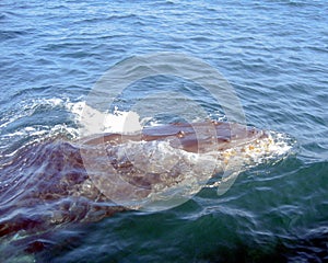 Humback Whale with Barnacles