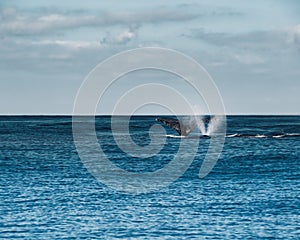 Humback Whale Blowing, Mexico