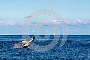 Humback whale calf breaching in polynesia