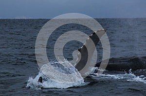 A Humback whale, megaptera novaeagliae, flapping with one of the pectorial fins