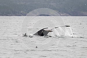 Humback whale a puffin and a murre 2