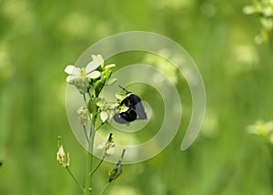 The humble bee on flowers looking very nice