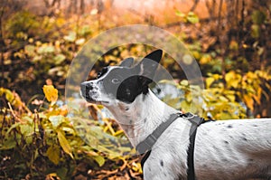 Humble dog in a beautiful autumn forest, basenji