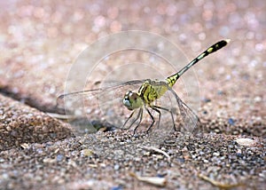 Humble dragonfly on the footpath bricks