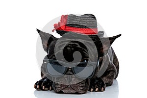 Humble French bulldog with hat and sunglasses laying down