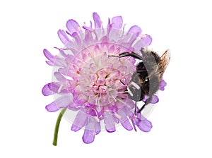 Humblebee on a pincushion flower