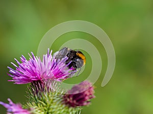 Humblebee sitting on thistle blossom