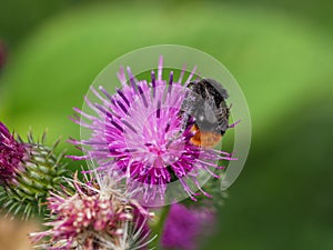 Humblebee sitting on thistle blossom