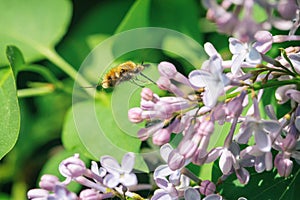 Humblefly with long proboscis collecting nectar on blooming lilac