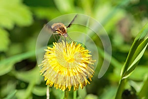 Humblefly with long proboscis collecting nectar on dandelion
