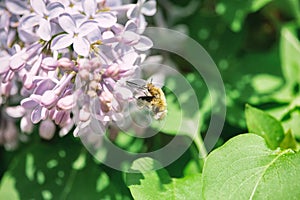 Humblefly pollinates purple lilac flowers close-up