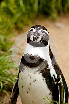 Humbold Penguin