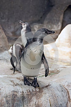 Humbold penguin or Spheniscus humboldti