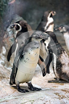 Humbold penguin or Spheniscus humboldti