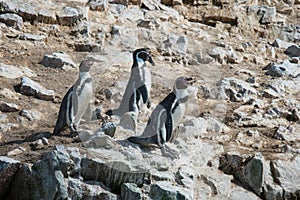 Humbold Penguins, Paracas natural reserve, Peru