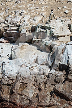 Humbold Penguins, Paracas natural reserve, Peru