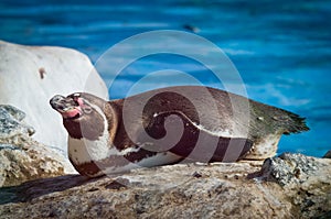 Humbold Penguins at water.