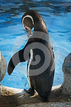 Humbold Penguins at water.