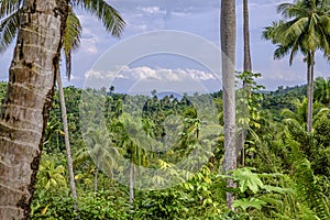 Humboldt national park in Cuba