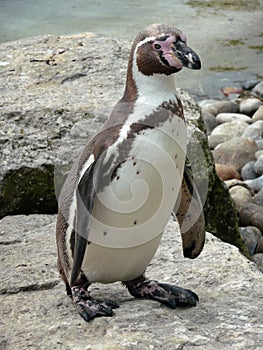 Humboldt Penguin photo