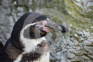 Humboldt Penguin