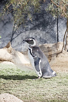 Humboldt Penguin