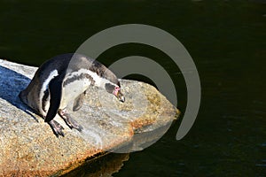 The Humboldt Penguin