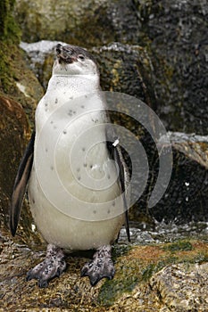 Humboldt Penguin