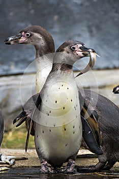 Humboldt Penguin