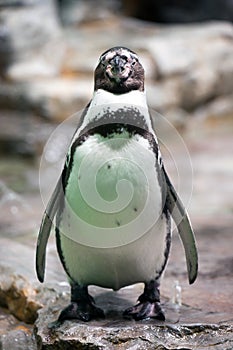 Humboldt penguin